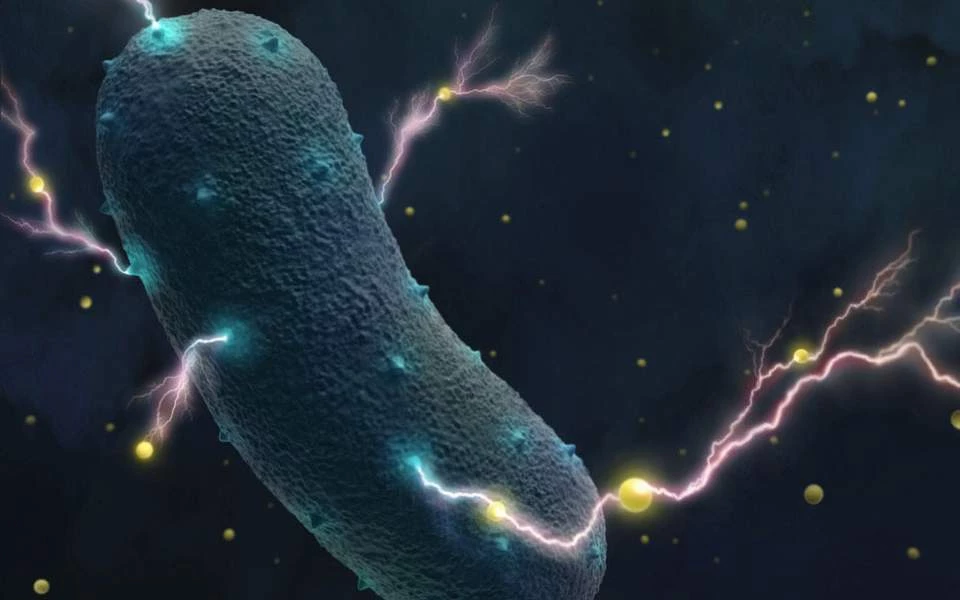 Το μυστικό των βακτηρίων του εντέρου: Παράγουν και ηλεκτρικό ρεύμα